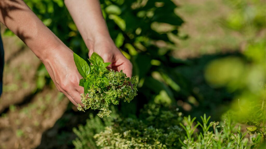 cretan herbs collected by a woman